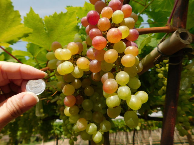 pb_valley_marroo_grapes.jpg